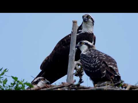 Fledgeling Flights Osprey
