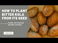HOW TO PLANT BITTER KOLA FROM ITS SEED Health And Financial Benefits Of Bitter Kola Included