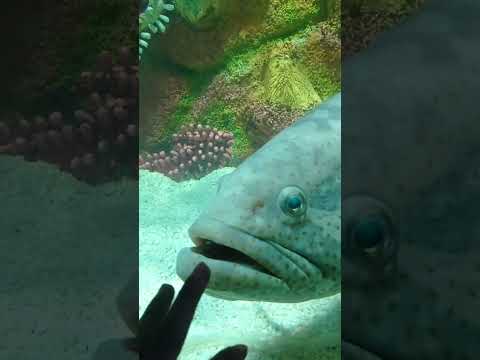 #bigfish #fish #foryou #viralvideo #pho #music #beats #remix #foryou #automobile #viralvideo #travel