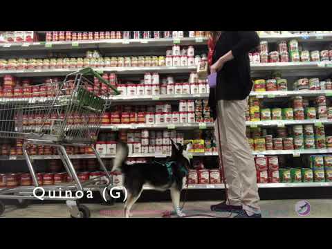 Maera, Gluten Detection SDiT, performs the O.D.O.R. Packaged Items Element Test