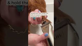 How to trim paws #doggroomingforbeginners #doggroomingtips #grooming