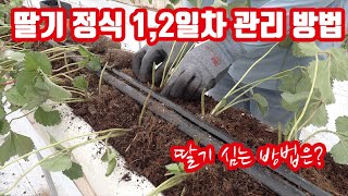 딸기 정식 1,2일차 관리 방법 과 딸기 심는 방법은??