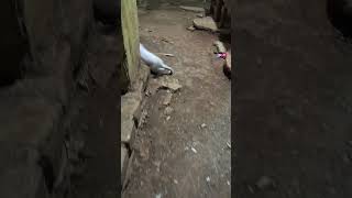 Download lagu kucing giras ketemu orang langsung kabur#short mp3 Download lagu kucing giras ketemu orang langsung kabur#short mp3