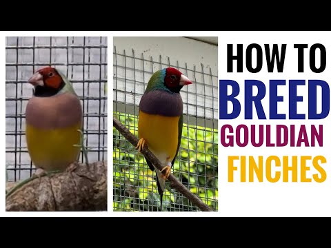 How to Breed Gouldian Finches!