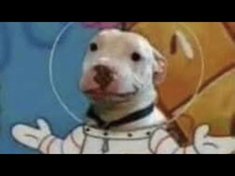 Random memes I permanently borrowed PT.1251