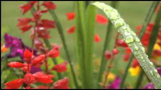 Fragrant Taste of Rain