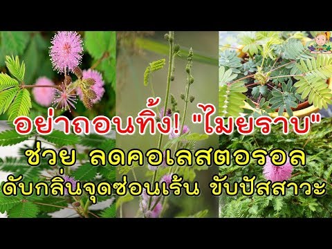 ความอ่อนแอจาก Retabolilum โสมอ่อนแอรักษา