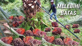 Download lagu panen sawit saking tajam dodos kemel king tidak trasa pelepah sawit nya habis panen sawit unggul mp3