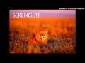 Serengeti - This World