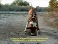Firewater - Three legged dog & tripawds.com (With lyrics+Turkish)