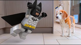 Animations in REAL LIFE vs CUTE DOG :  LEGO Batman