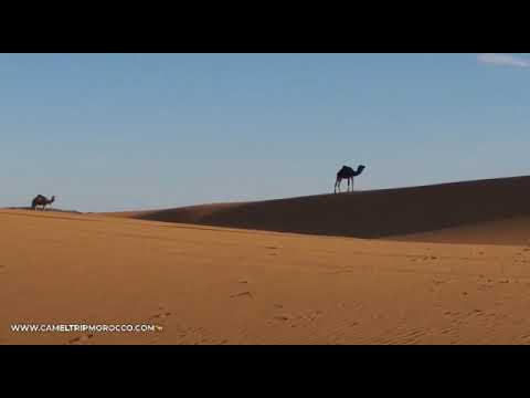 Camel Ride in Dunes Erg Chebbi Desert Merzouga