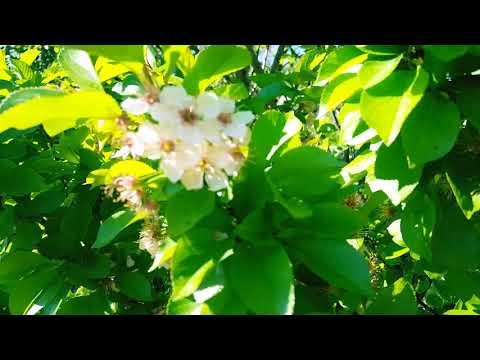 Gardening schön und wild! Mein Garten ist mein Paradies!