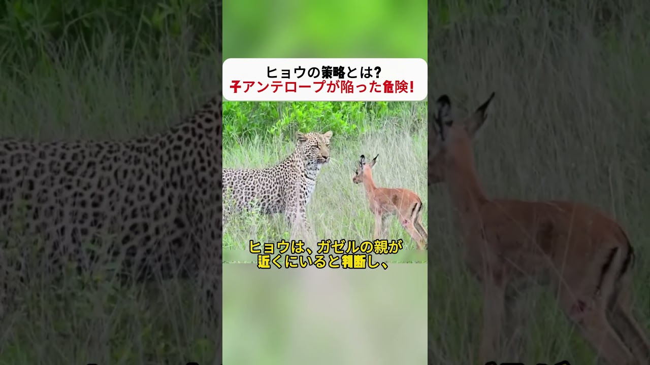 ヒョウの策略とは？ 子アンテロープが陥った危険！ #捕食者の戦略 #野生の知恵 #アンテロープの危機 #サバイバル術 #動物の本能