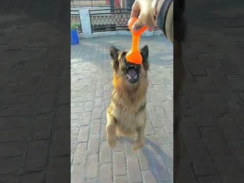 catching skills ❤️‍🔥 #germanshepherd #dogs #germanshepherdpuppy #youtubeshorts #viral