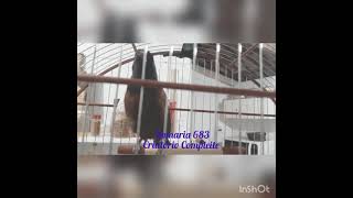 ROMARIA 683
