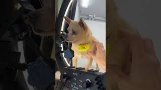 Video preview image #1 Chihuahua Puppy For Sale in Benton, LA, USA