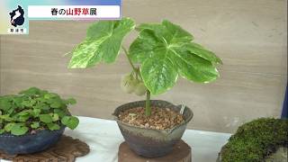 5月3日【びわ湖放送ニュース】草津市で「春の山野草展」