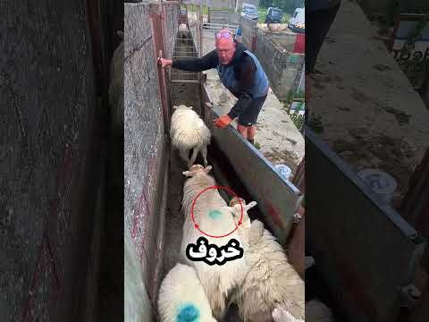 أسرع تقنية لفرز الأغنام!