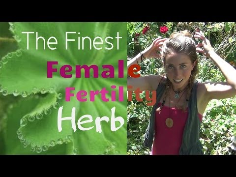 download lagu mp3 mp4 Alchemilla Vulgaris Seeds, download lagu Alchemilla Vulgaris Seeds gratis, unduh video klip Alchemilla Vulgaris Seeds