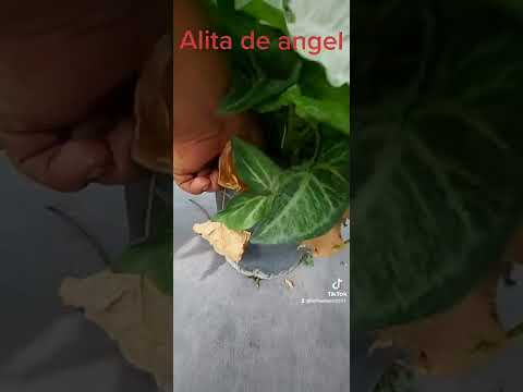 Ala de ángel o Singonio: cómo cuidarla