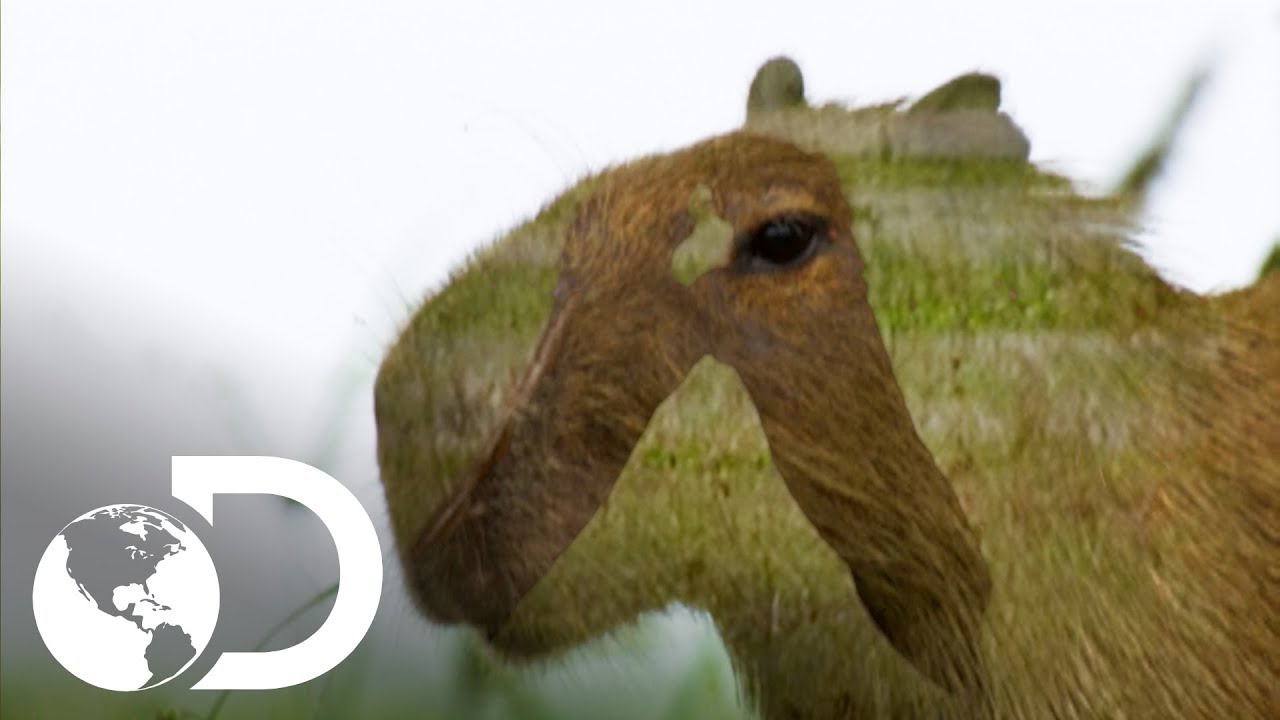 O maior roedor do mundo: a capivara | América Latina Selvagem | Discovery Brasil