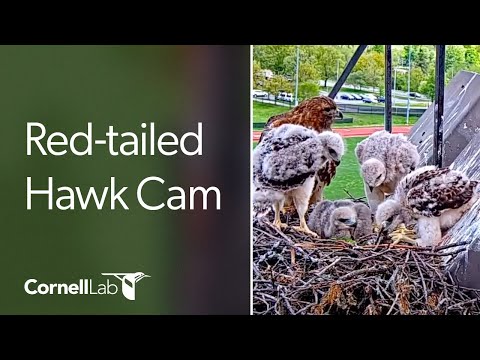 Live #CornellHawks Fernow Nest Fixed Cam