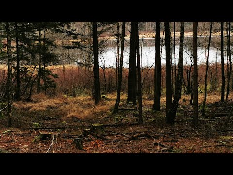 VILSE i skogar norr om HASSELSTAD - 201116 (Kallinge - Ronneby) - BLEKINGE - Huawei p30 PRO