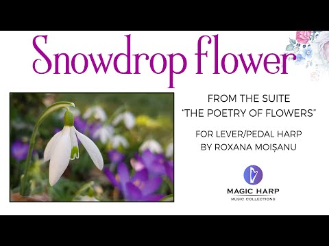 Snowdrop flower by Roxana Moișanu | Delicate Music on Celtic Harp