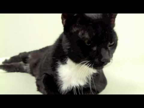 Sir Cat, an adopted Tuxedo in New York, NY_image-1