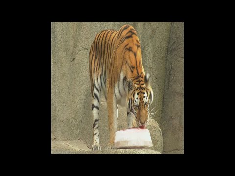 Animals at an Illinois zoo are given icy treats and sprayed with water misters as the Midwest faces temperatures nearing 100 degrees. (July 19)