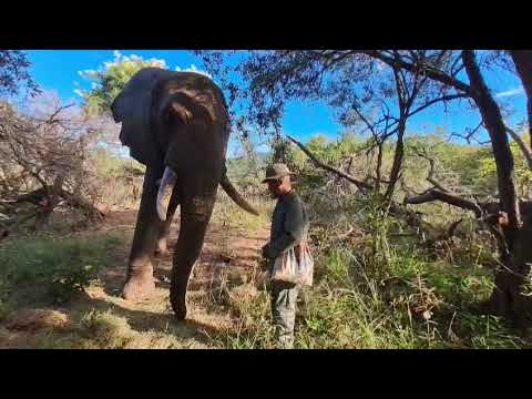 Tswale, the Mpumalanga elephant,  happy in ‘paradise’
