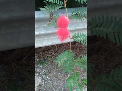 #romanticsong#ytshorts#natureflowers