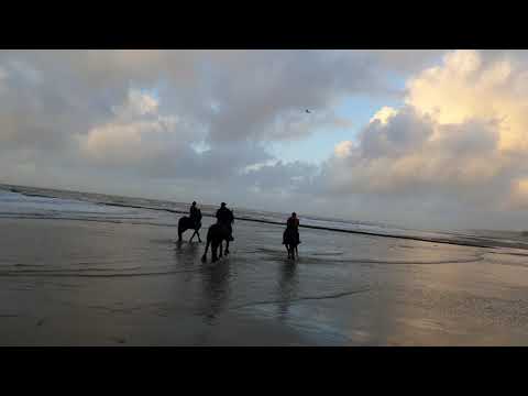 Stal Okkema´s Bink - Tsjalke x Rindert - stallion - 2016 - riding on the beach