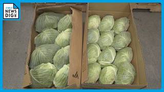 キャベツ価格も通常の3倍 長雨と日照不足の影響で… お手頃価格の野菜は？市場で調査 愛知