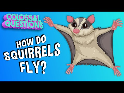 image-Can a flying squirrel actually fly?