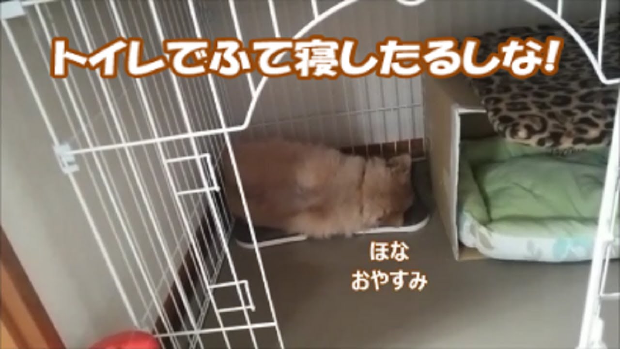 すぐキレるポメラニアン55 ふて寝するポメラニアン