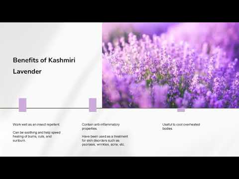 Kashmiri Lavender Oil