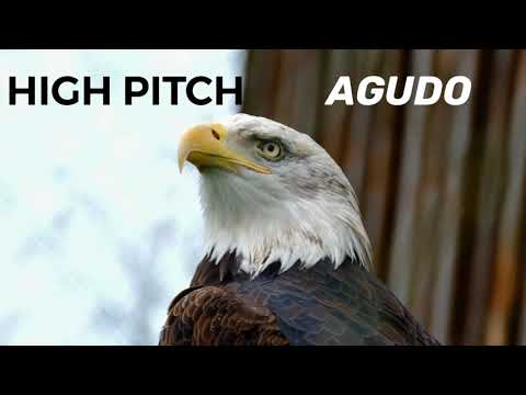 High and low pitch sounds. Examples Sonidos graves y agudos. Ejemplos