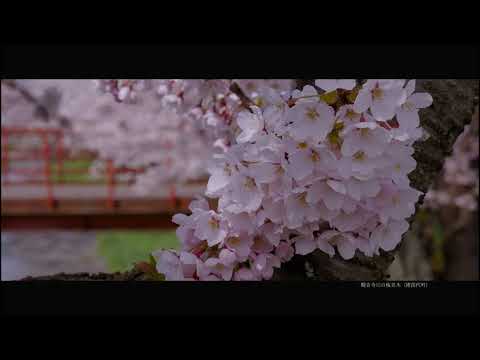 『Four Seasons Fukushima』Spring