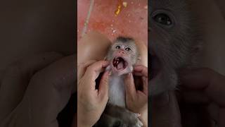 The mother is trying to remove the poisonous seed before the monkey swallows it 🫘🫘