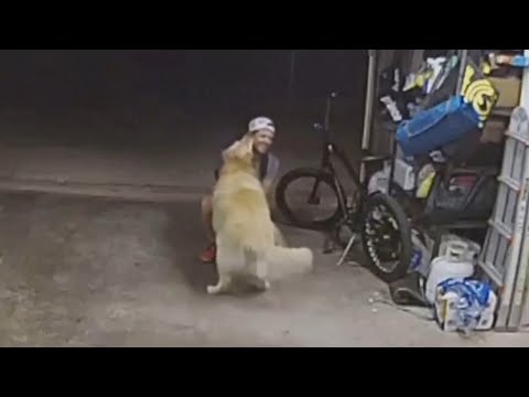 Bike thief interrupted by world’s friendliest dog