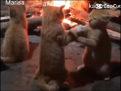 aku sm kk aku suka berantem siap pernah berantem sm kk komen 🗿👍