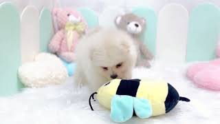 ポメラニアンの動画01