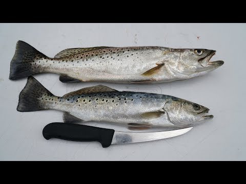 download lagu mp3 mp4 What Colour Is Trout Meat, download lagu What Colour Is Trout Meat gratis, unduh video klip What Colour Is Trout Meat