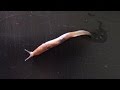 Slug as pet