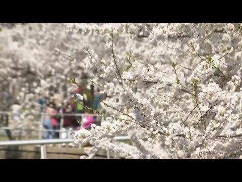 Washingtonians enjoy cherry blossoms in early peak bloom | AFP