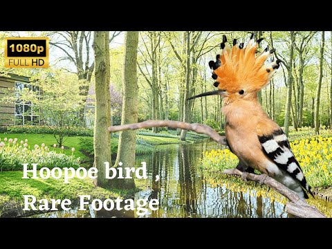 hoopee bird | kathphodva |nature exploration|wild life photography|