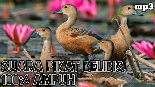 Download lagu Suara pikat belibis ‼️ di jamin langsung datang. mp3