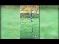 Squirrel Tries Pole Dance
